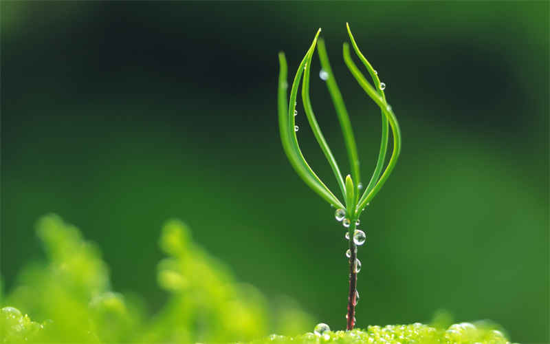 结缕草的种植方法