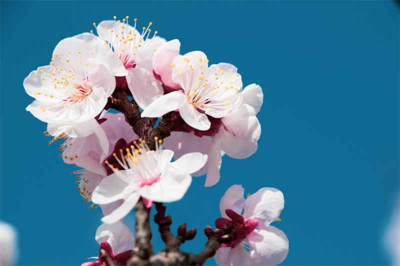 芦荟开花代表什么好兆头