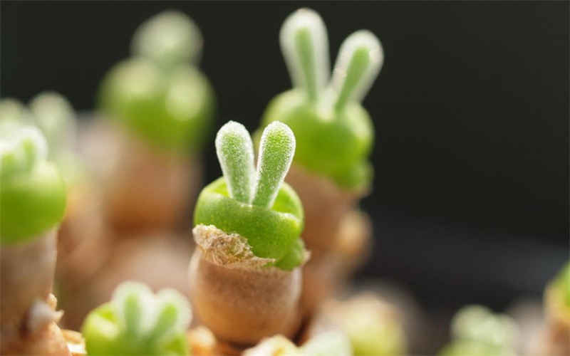 长寿海棠花的养殖方法和注意事项