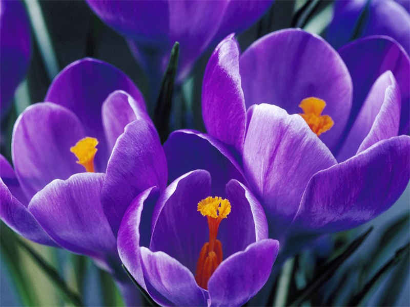 紫丁香花语爱情的